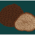 Трюфел-вид гъба.